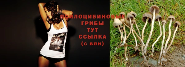 индика Белокуриха