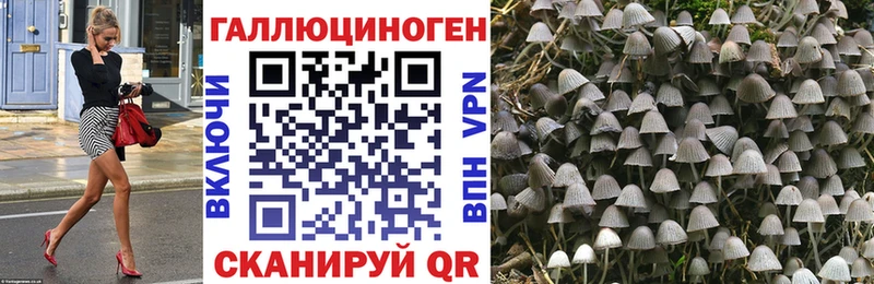 как найти   Буйнакск  Псилоцибиновые грибы ЛСД 